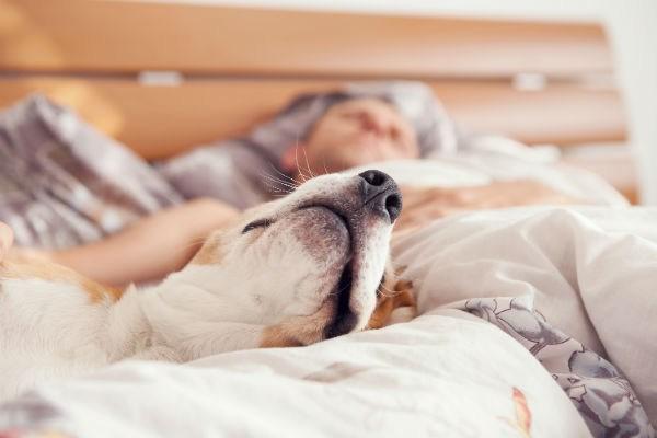 Μήπως να αρχίσεις να κοιμάσαι με το σκυλί σου;