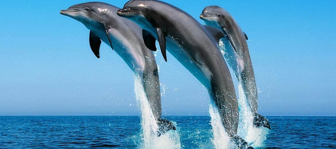 Τα δελφίνια μιλάνε μεταξύ τους όπως οι άνθρωποι!
