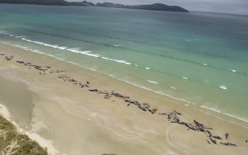 Νέος μαζικός θάνατος μαυροδέλφινων στη Νέα Ζηλανδία