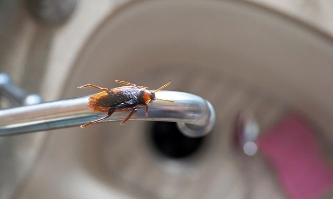 Κατσαρίδες στο σπίτι: Η φυσική παγίδα με… καφέ, για να εξαφανιστούν
