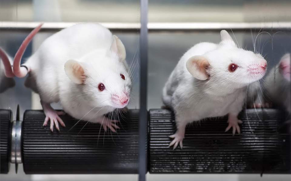 Ερευνητές έμαθαν σε ποντίκια να παίζουν κρυφτό