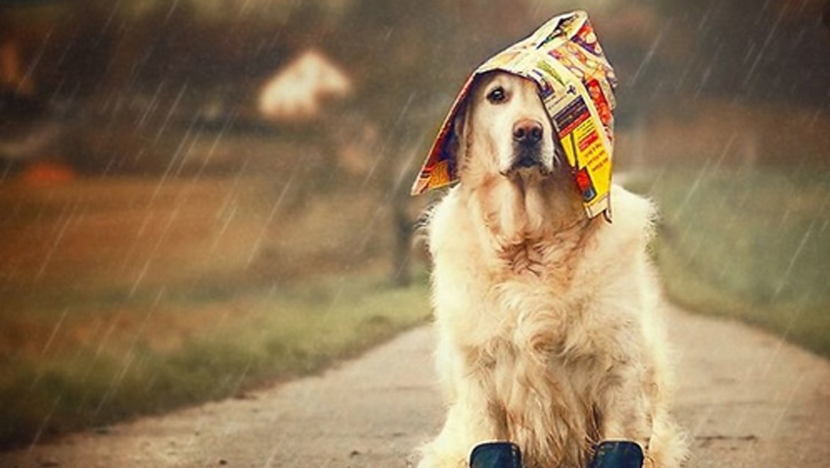 Πώς να απασχολήσετε τον σκύλο σας όταν βρέχει;