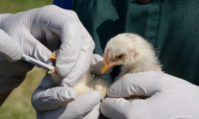 Κρούσμα από γρίπη των πτηνών στη Ρουμανία