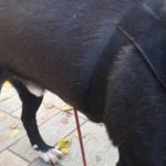 Βόλος: Σύλληψη 30χρονου που τραυμάτισε εσκεμμένα σκύλο, με το τόξο