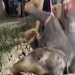 Ινδία: 12ωρη επιχείρηση για τη διάσωση ελέφαντα που έπεσε σε