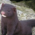 Καστοριά: Θετικοί στον κορωνοϊό δύο εργαζόμενοι σε φάρμα βιζόν