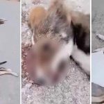 Άγνωστος σκοτώνει με βασανιστικό τρόπο αδέσποτα σκυλιά στα Βίλια Αττικής