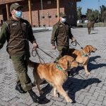 Σκυλιά μπορούν και ανιχνεύουν τον κορωνοϊό στη Χιλή