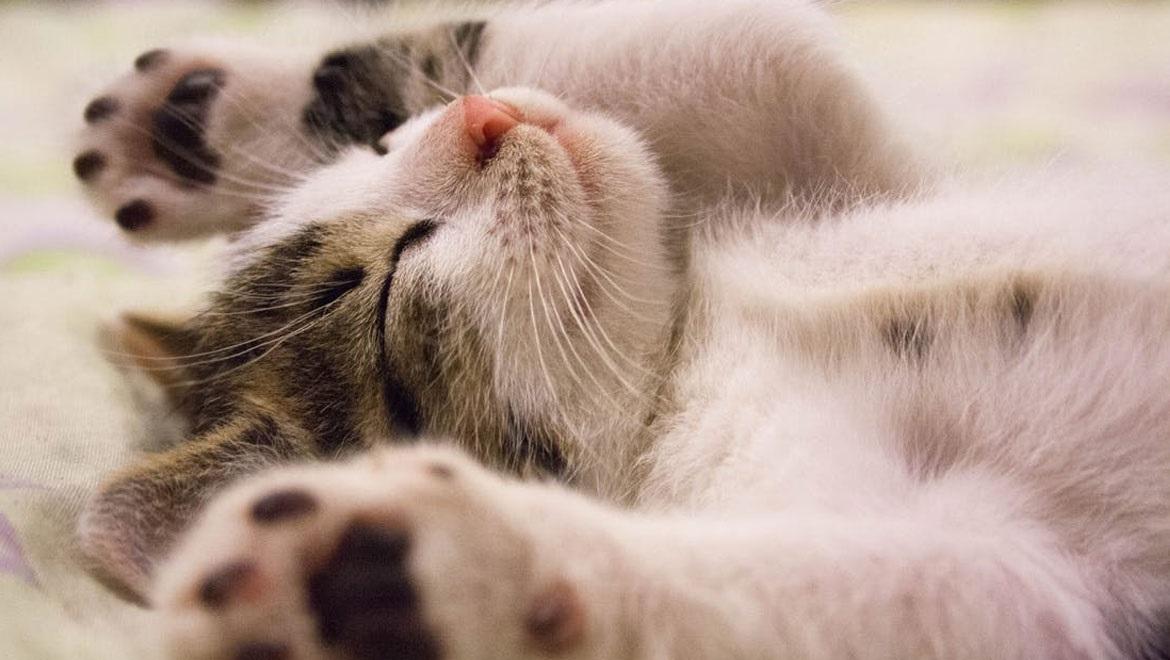 Γιατί οι γάτες κοιμούνται τόσες ώρες;