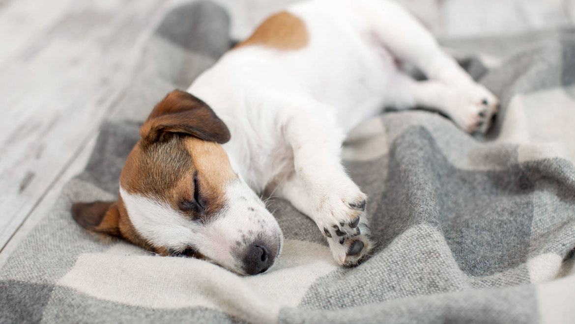 Πόσο ύπνο χρειάζεται πραγματικά ο σκύλος