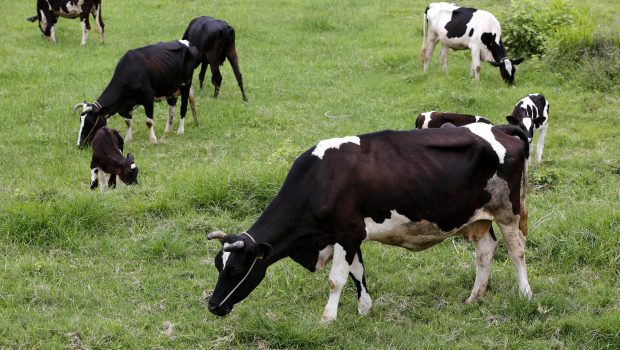 Κλιματική αλλαγή: Η Δανία ετοιμάζει φόρο άνθρακα στο βοδινό και τα γαλακτοκομικά