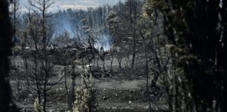 6290356 1 1024x682 1.jpg