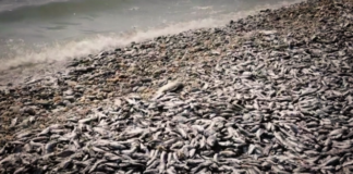 fish volos.png