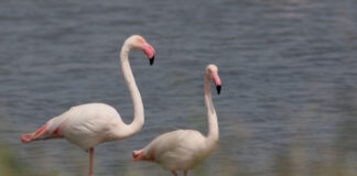 flamingo copy.jpg