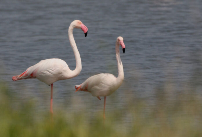 flamingo copy.jpg