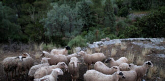 myrikastika scaled 1 1 601x412.jpg