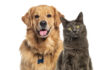 Black cat golden retreiver.jpg