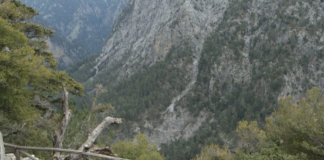 faraggi7.png
