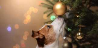10 συμβουλές για χαρούμενα Χριστούγεννα παρέα με τον σκύλο σας.jpg