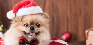 1734872756 Χριστούγεννα Είστε έτοιμοι να υιοθετήσετε ένα κατοικίδιο ή παρασύρεστε από.jpg