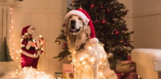 1735480319 Χριστούγεννα Ιδέες για δώρα στον σκύλο σας.jpg