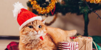 Αυτοί είναι οι μεγαλύτεροι κίνδυνοι που αντιμετωπίζουν οι γάτες τις.jpg