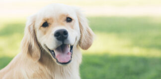 1736689433 Πόσο χρόνο χρειάζεται ένας σκύλος για βόλτα την ημέρα.jpg