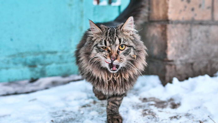 1737300303 Πώς θα πειθαρχήσετε μια γάτα.jpg