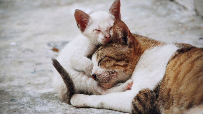 1737635447 Μύθοι και αλήθειες για τις αδέσποτες γάτες.jpg