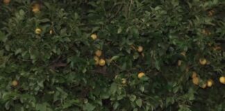 lemoni.jpg