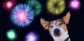 Πυροτεχνήματα Χιλιάδες ζώα και πουλιά τρομοκρατούνται το βράδυ της Πρωτοχρονιάς.jpg