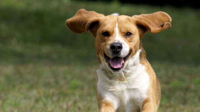 10 μύθοι και αλήθειες για τους σκύλους.jpg