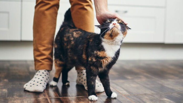 1738511989 Τι σημαίνουν οι διάφοροι ήχοι και κινήσεις από τη γάτα.jpg