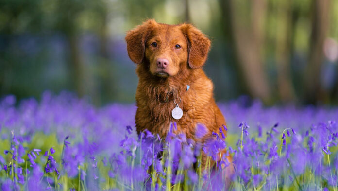 1740317136 Έρευνα Γιατί το να μιλάς στον σκύλο σου είναι ότι.jpg