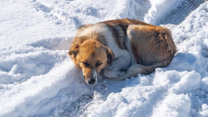 1740574534 Σκύλος και κρύο – Τι πρέπει να προσέξετε.jpg