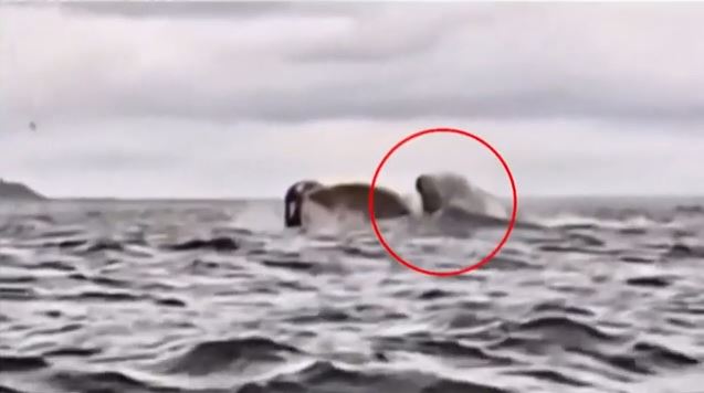 falaina 1.jpg falaina 1.jpg