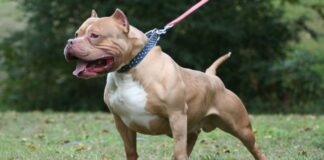 pitbull dog.jpg