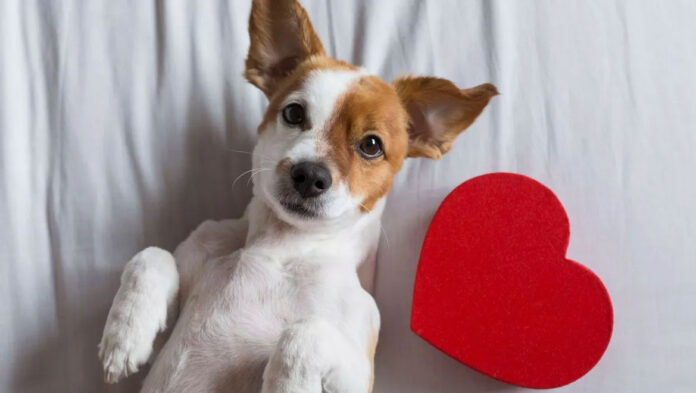 Αγίου Βαλεντίνου Ιδέες δώρου για τον αγαπημένο σας σκύλο.jpg Αγίου Βαλεντίνου Ιδέες δώρου για τον αγαπημένο σας σκύλο.jpg