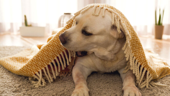 Διασφαλίστε υγιές δέρμα και υγιές τρίχωμα στον σκύλο σας.jpg