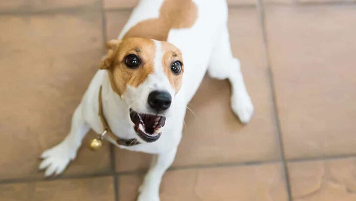 Πώς να κάνω το σκύλο μου να σταματήσει να γαυγίζει.jpg Πώς να κάνω το σκύλο μου να σταματήσει να γαυγίζει.jpg