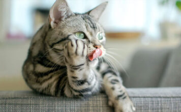 Τι σκέφτονται περισσότερο οι γάτες.jpg