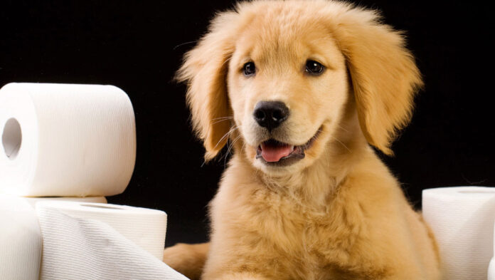 1741266567 Εκπαίδευση κουταβιού στην τουαλέτα.jpg