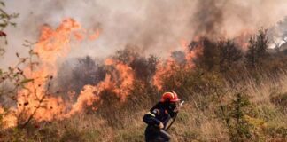 fotia purosvestis eurok scaled 1200x800 1 1024x683.jpg