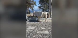 santorini.jpg