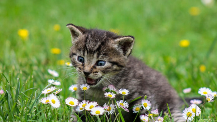 Άνοιξη και γάτες Τι πρέπει να προσέξεις.jpg Άνοιξη και γάτες Τι πρέπει να προσέξεις.jpg