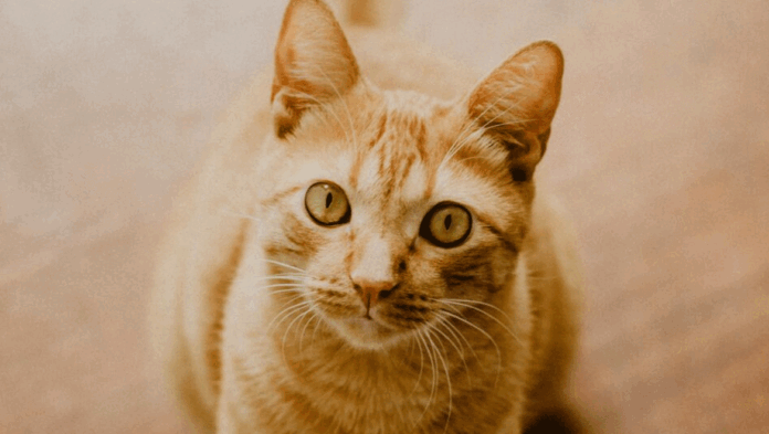 Κάτσε Πώς να μάθετε στη γάτα σας αυτή την εντολή.gif