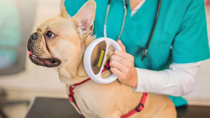 Οι λόγοι που είναι σημαντικό το τσιπάρισμα στα κατοικίδια.jpg