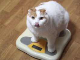 Παχυσαρκία σε σκύλους και γάτες Πώς να την αποφύγετε.jpg