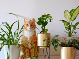 Ποιοι είναι οι πιο βασικοί κίνδυνοι της άνοιξης για τον.jpg