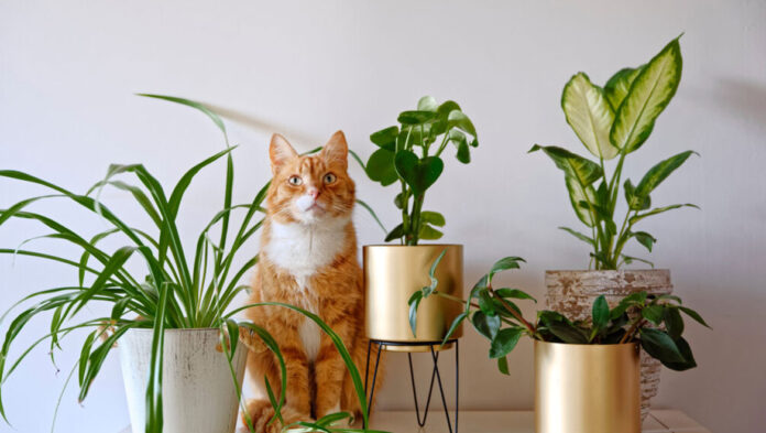 Ποιοι είναι οι πιο βασικοί κίνδυνοι της άνοιξης για τον.jpg